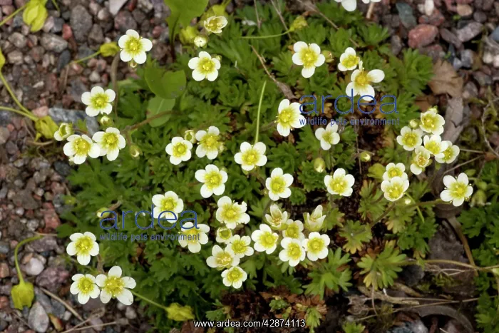 : Tufted saxifrage : Tufted saxifrage
