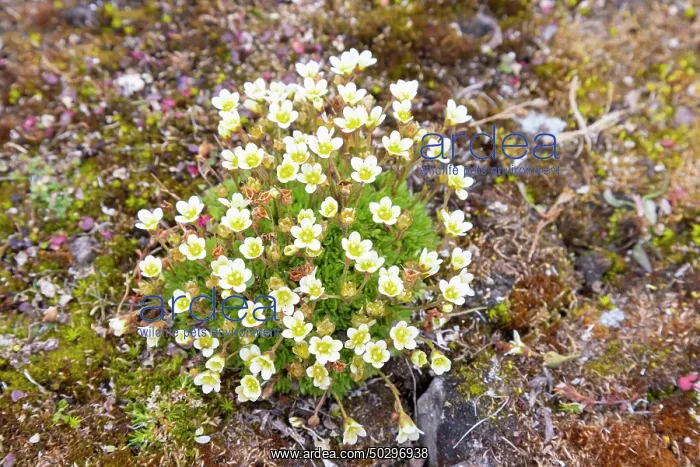 : Tufted Saxifrage : Tufted Saxifrage