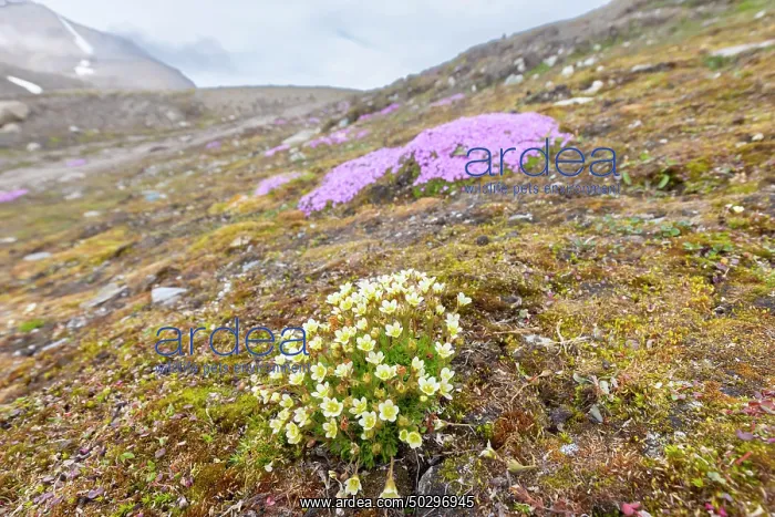 : Tufted Saxifrage : Tufted Saxifrage