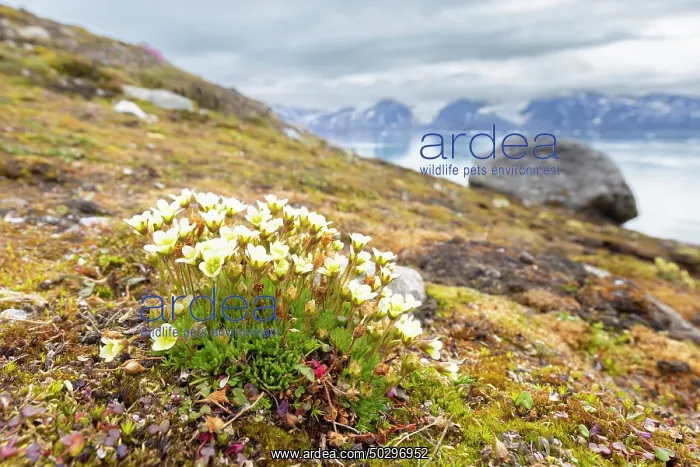 : Tufted Saxifrage : Tufted Saxifrage