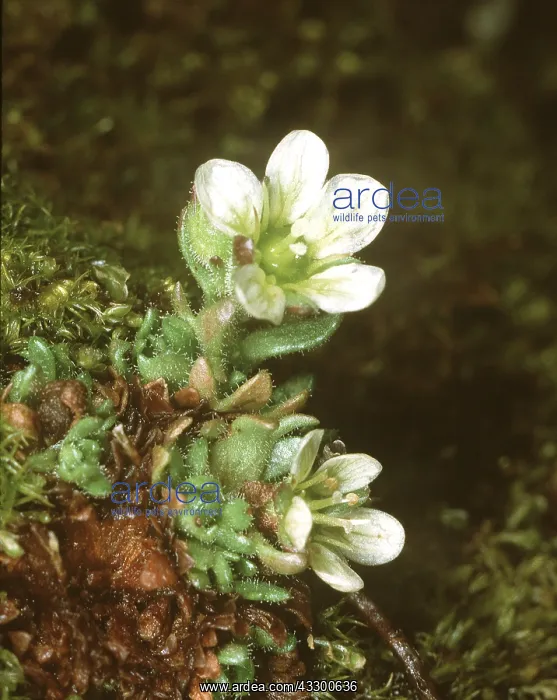 : TUFTED SAXIFRAGE - White flowers : TUFTED SAXIFRAGE - White flowers