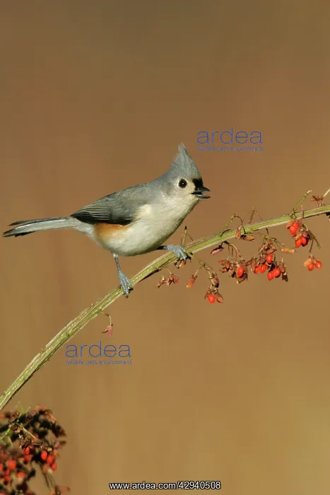  : Tufted Titmouse