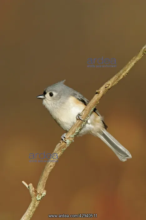 : Tufted Titmouse : Tufted Titmouse