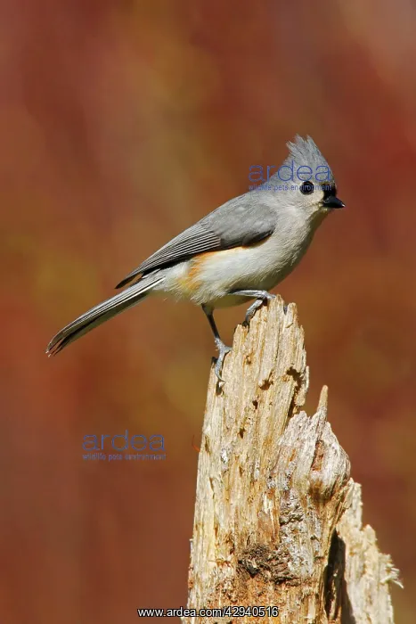 : Tufted Titmouse : Tufted Titmouse