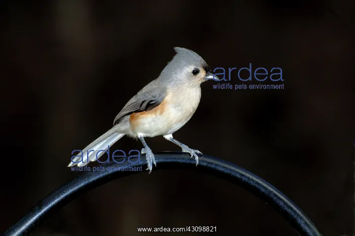 : Tufted Titmouse : Tufted Titmouse
