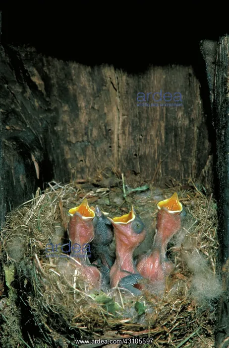 : Tufted titmouse : Tufted titmouse