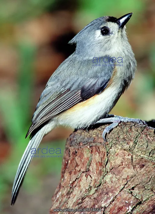: Tufted Titmouse : Tufted Titmouse