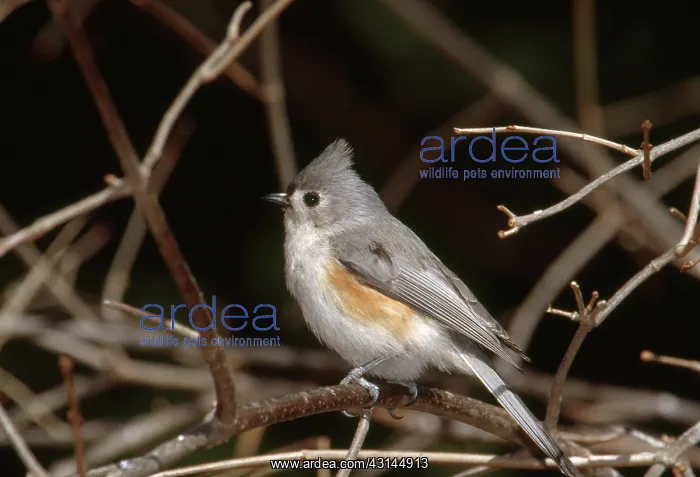 : Tufted Titmouse : Tufted Titmouse