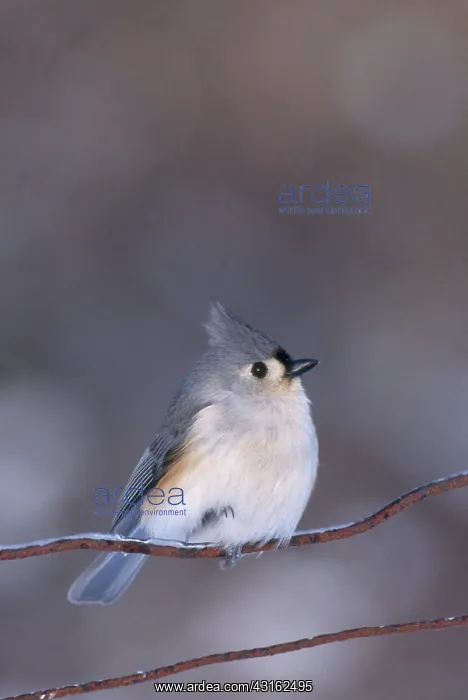 : Tufted Titmouse : Tufted Titmouse
