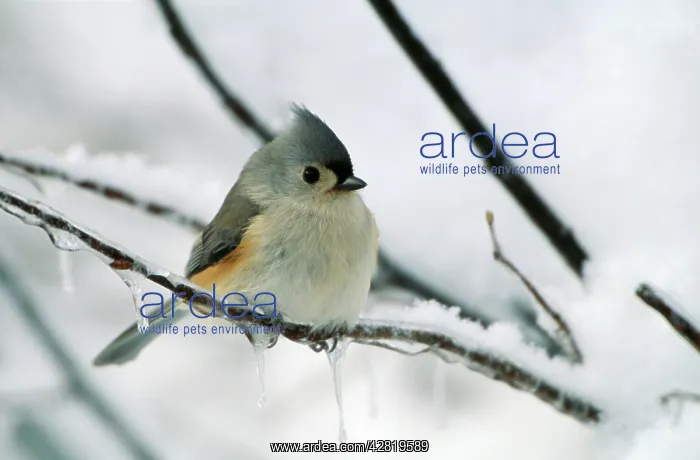 : Tufted TITMOUSE - on branch in snow : Tufted TITMOUSE - on branch in snow