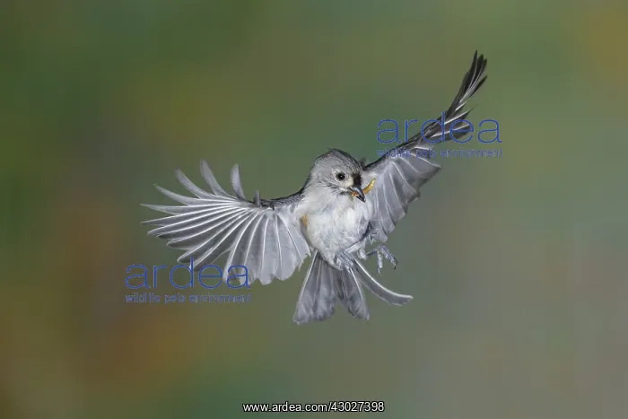 : Tufted Titmouse in flight : Tufted Titmouse in flight