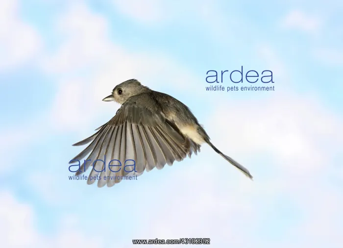 : Tufted Titmouse in Flight : Tufted Titmouse in Flight
