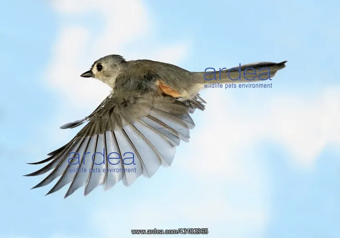 : Tufted Titmouse in Flight : Tufted Titmouse in Flight