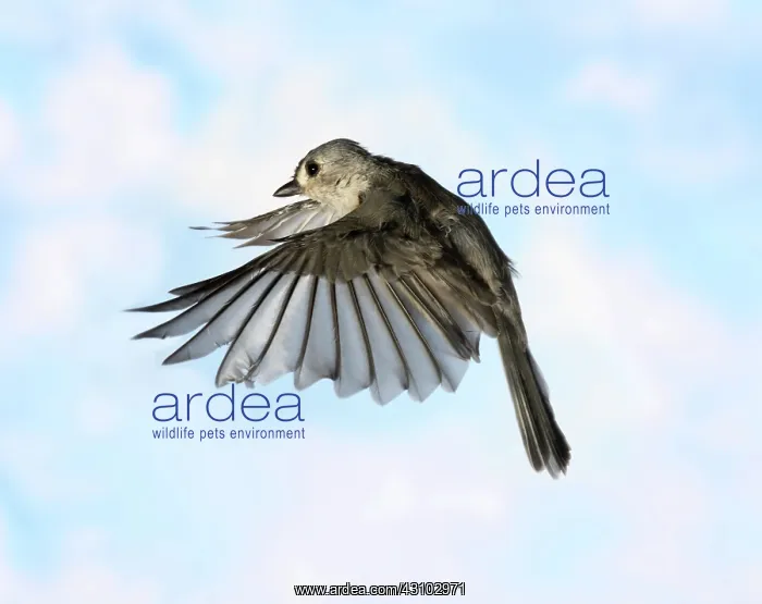 : Tufted Titmouse in Flight : Tufted Titmouse in Flight