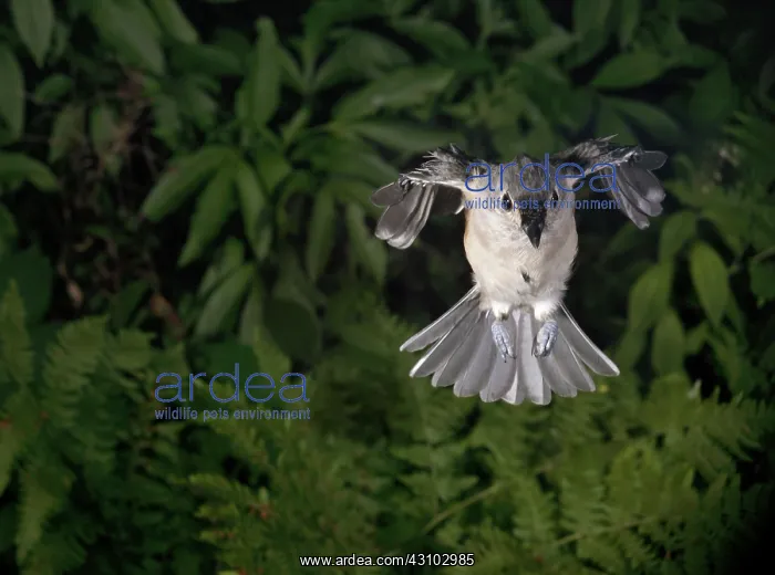 : Tufted Titmouse in Flight : Tufted Titmouse in Flight