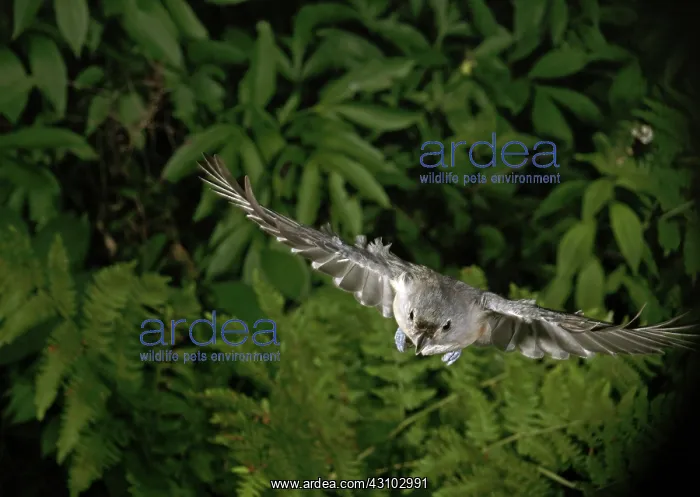 : Tufted Titmouse in Flight : Tufted Titmouse in Flight