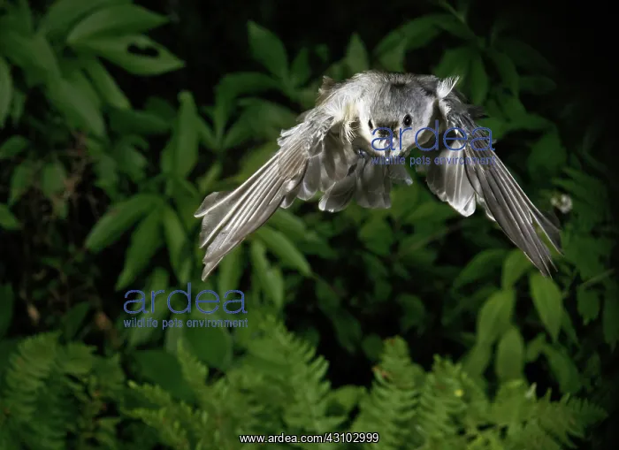 : Tufted Titmouse in Flight : Tufted Titmouse in Flight