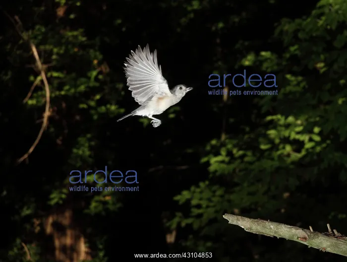 : Tufted Titmouse in Flight : Tufted Titmouse in Flight