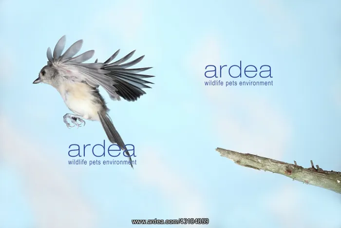 : Tufted Titmouse in Flight : Tufted Titmouse in Flight