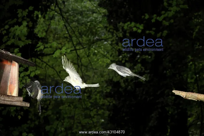 : Tufted Titmouse in Flight : Tufted Titmouse in Flight