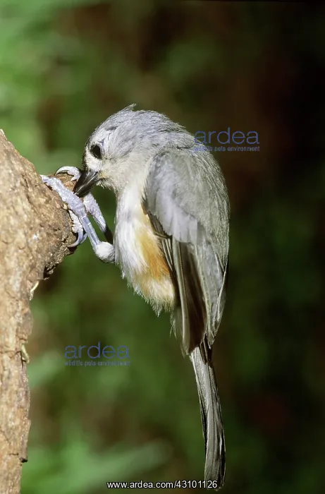 : Tufted Titmouse (Parus bicolor) : Tufted Titmouse (Parus bicolor)