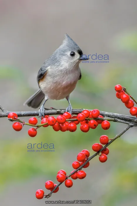 : Tufted titmouse and red berries, Kentucky : Tufted titmouse and red berries, Kentucky