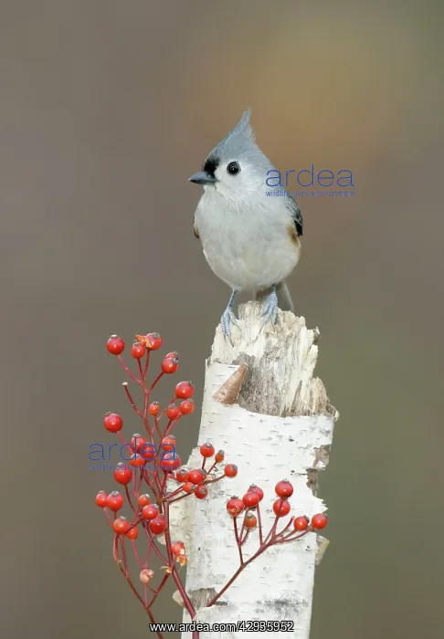 : Tufted Titmouse - on tree stump, with berries : Tufted Titmouse - on tree stump, with berries