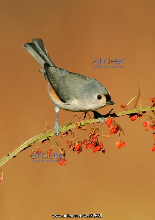 : Tufted TITMOUSE - in winter : Tufted TITMOUSE - in winter
