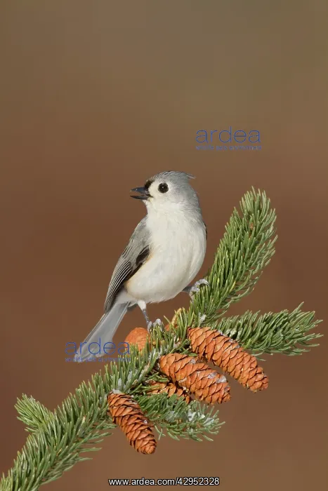 : Tufted Titmouse - in winter : Tufted Titmouse - in winter
