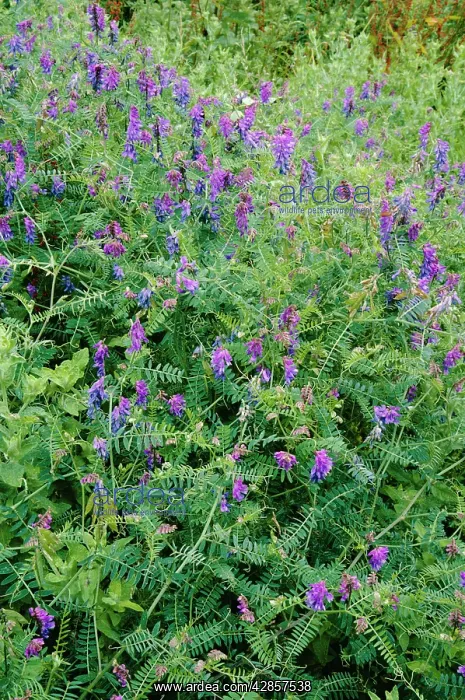  : Tufted VETCH