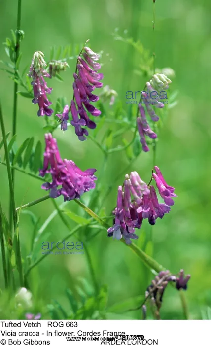 : TUFTED VETCH - FLOWERS : TUFTED VETCH - FLOWERS