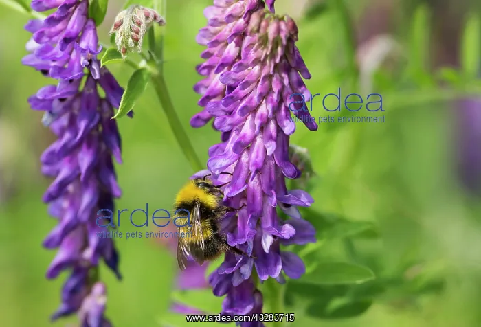 : Tufted vetch, Vicia cracca, Purple subject : Tufted vetch, Vicia cracca, Purple subject