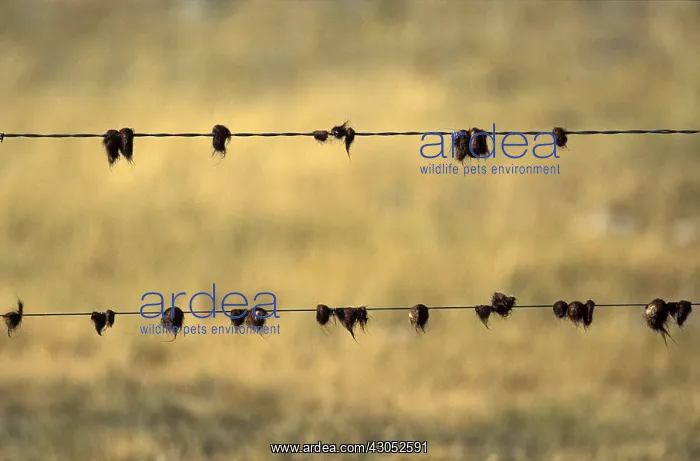 : Tufts of hair on barbed wire Saskatchewan Canada : Tufts of hair on barbed wire Saskatchewan Canada