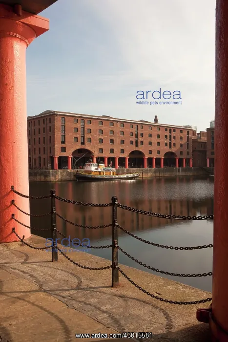  : Tugboat. Albert Docks, Liverpool, UK