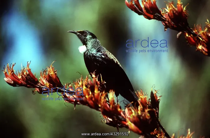 : TUI BIRD - on branch : TUI BIRD - on branch