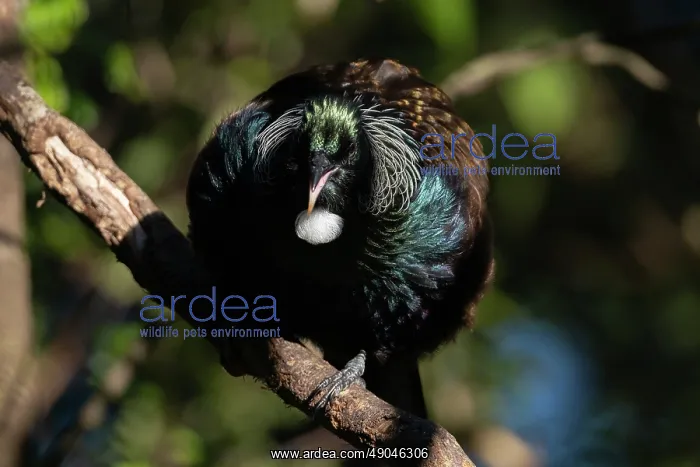  : Tui ~ endemic to New Zealand ~ Orokonui Ecosanctuary