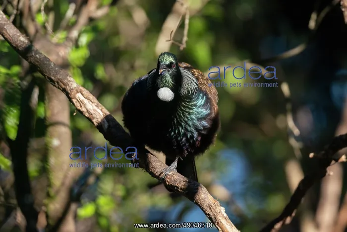 : Tui ~ endemic to New Zealand ~ Orokonui Ecosanctuary : Tui ~ endemic to New Zealand ~ Orokonui Ecosanctuary