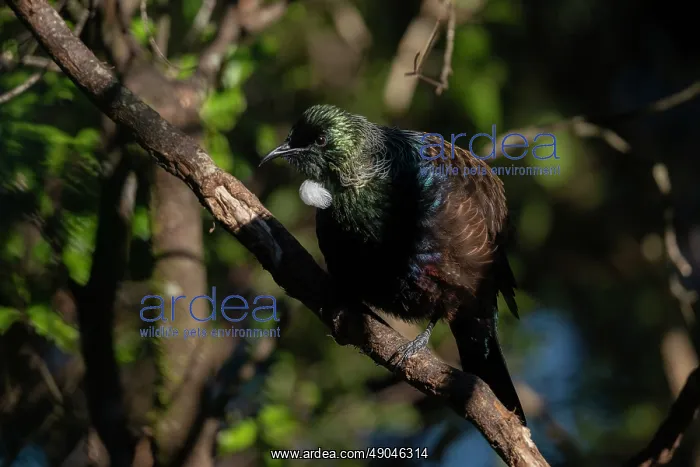 : Tui ~ endemic to New Zealand ~ Orokonui Ecosanctuary : Tui ~ endemic to New Zealand ~ Orokonui Ecosanctuary
