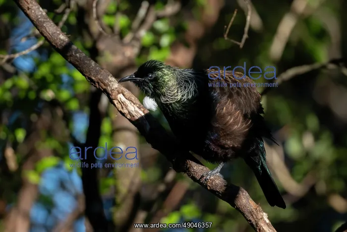  : Tui ~ endemic to New Zealand ~ Orokonui Ecosanctuary