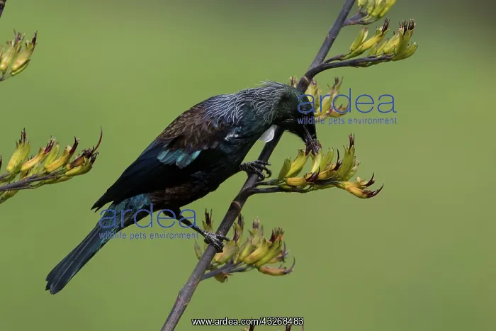 : Tui - Feeding from a flax bush - Teal Valley near : Tui - Feeding from a flax bush - Teal Valley near