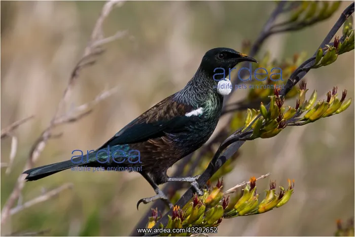 : Tui - Feeding on a flowering flax - Teal Valley : Tui - Feeding on a flowering flax - Teal Valley