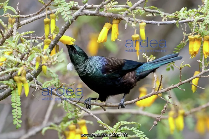 : Tui - feeding on Kowhai blossom : Tui - feeding on Kowhai blossom