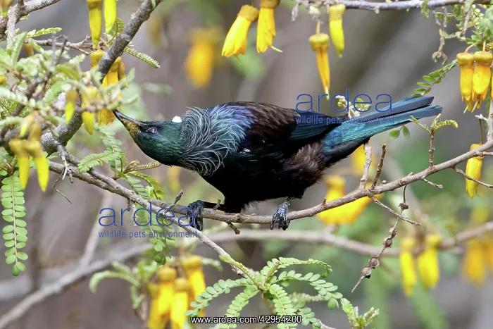 : Tui - feeding on Kowhai blossom : Tui - feeding on Kowhai blossom