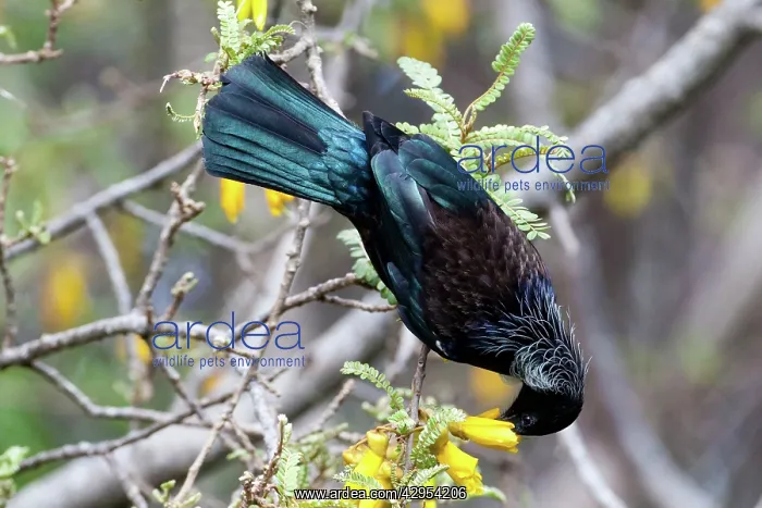 : Tui - feeding on Kowhai blossom : Tui - feeding on Kowhai blossom