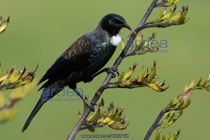 : Tui - On a flax bush - Teal Valley near Nelson - : Tui - On a flax bush - Teal Valley near Nelson -