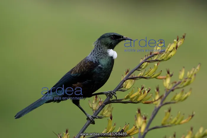 : Tui - On a flax bush - Teal Valley near Nelson - : Tui - On a flax bush - Teal Valley near Nelson -