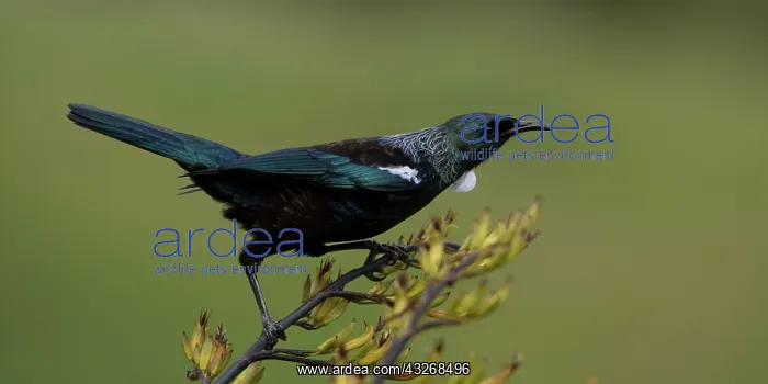 : Tui - On a flax bush - Teal Valley near Nelson - : Tui - On a flax bush - Teal Valley near Nelson -