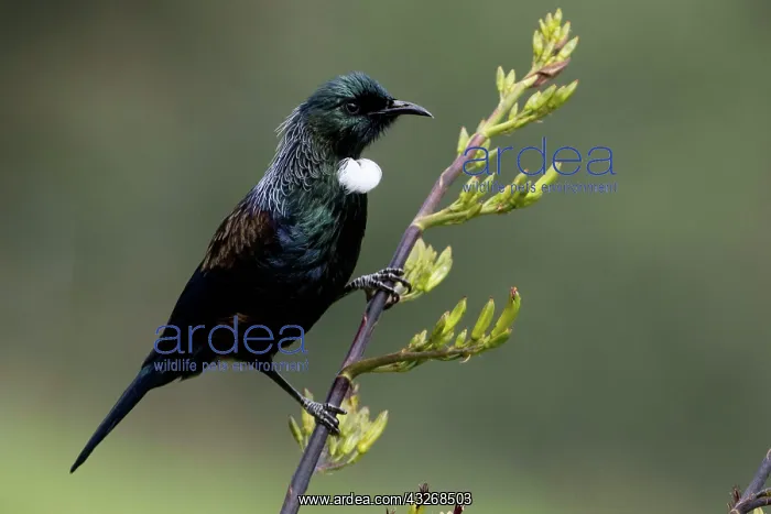 : Tui - On a flax bush - Teal Valley near Nelson - : Tui - On a flax bush - Teal Valley near Nelson -