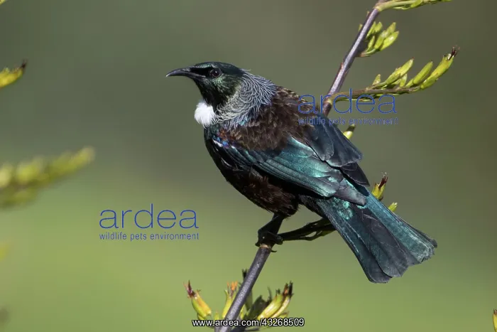 : Tui - On a flax bush - Teal Valley near Nelson - : Tui - On a flax bush - Teal Valley near Nelson -