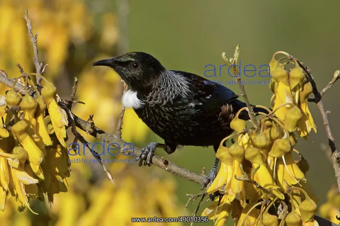 : Tui on flowering Kowhai. Teal Valley, near Nelson, South Island, New Zealand : Tui on flowering Kowhai. Teal Valley, near Nelson, South Island, New Zealand